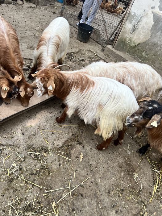 Tap noatin /de carne sau monta