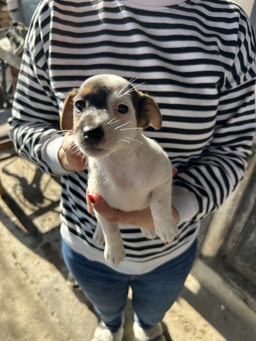 Джак ръсел териер