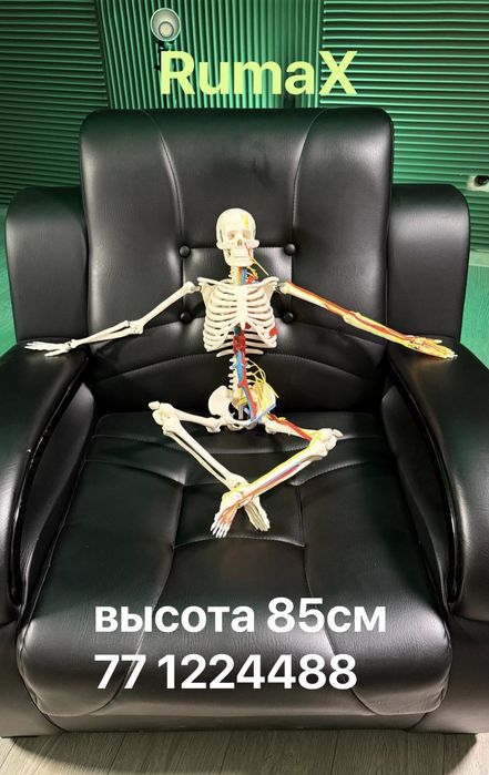 Скелет человека муляж оптом и в розницу!