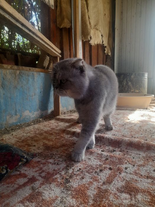 Scottish Fold (Shotlandiya visloux)