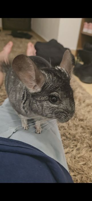 Chinchilla + cusca