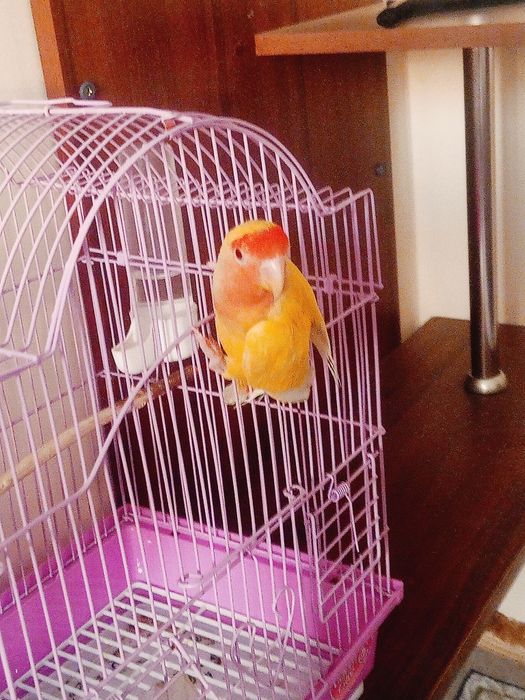 Продам попугая нерозлучника