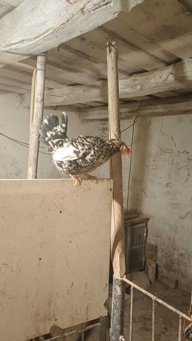 Vând cocosi americani