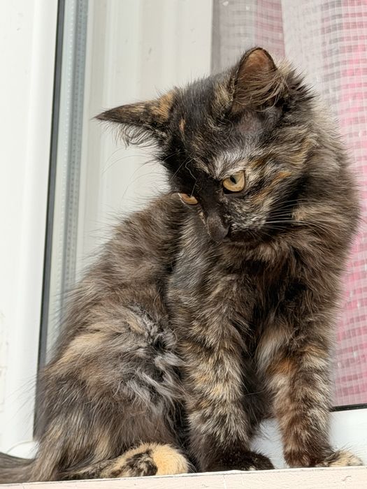 Отдам котенка в хорошие руки