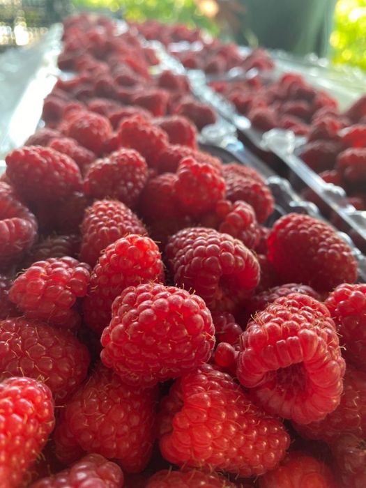 Zmeură de vânzare