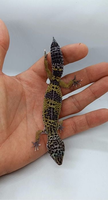Gecko leopard mai multe culori