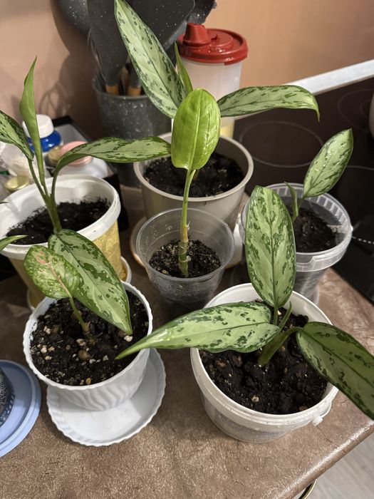 Аглонемы малышки. Комнатные цветы