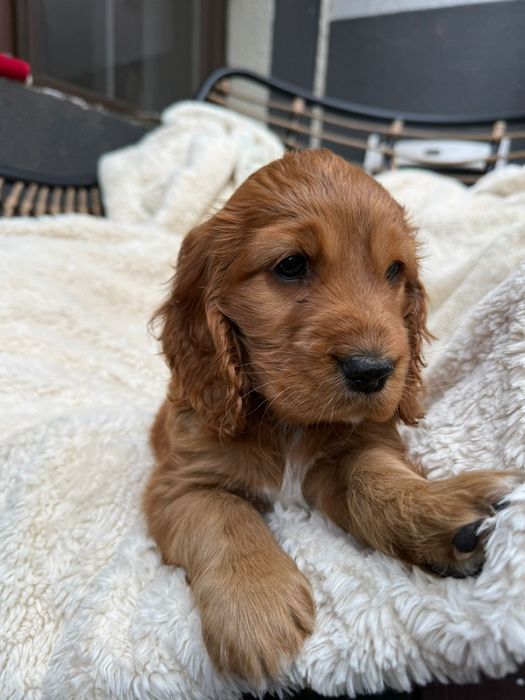 Cocker Spaniel fetita