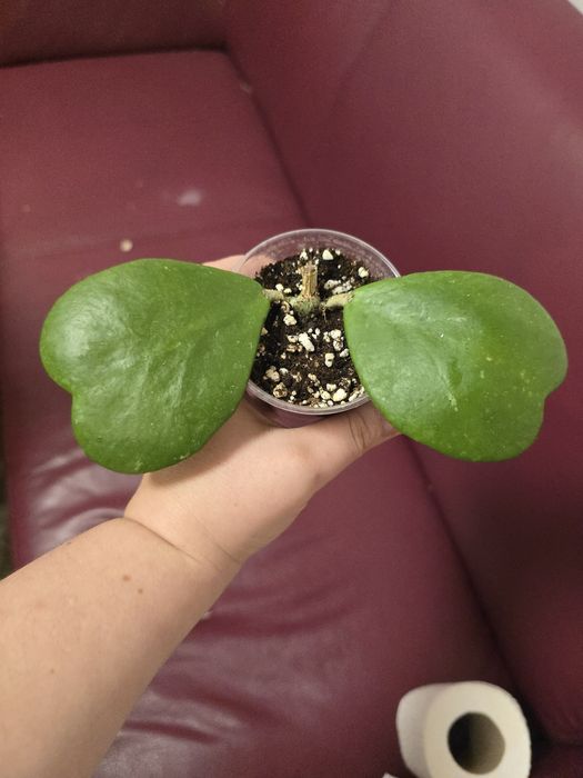 Hoya Kerrii / hoya