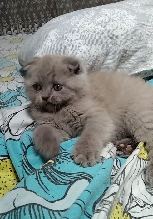 Лиловая, вислоухая, с документами.