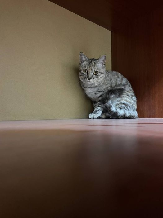 Кошка чистая аккуратная