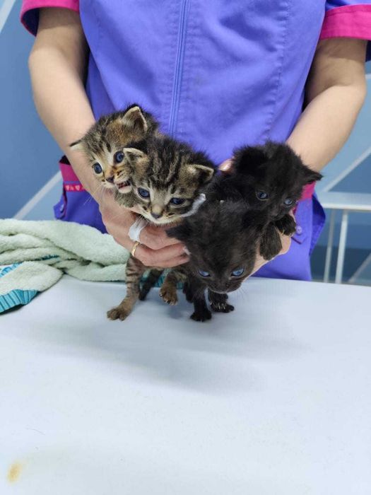 Прекрасные Котята в добрые руки