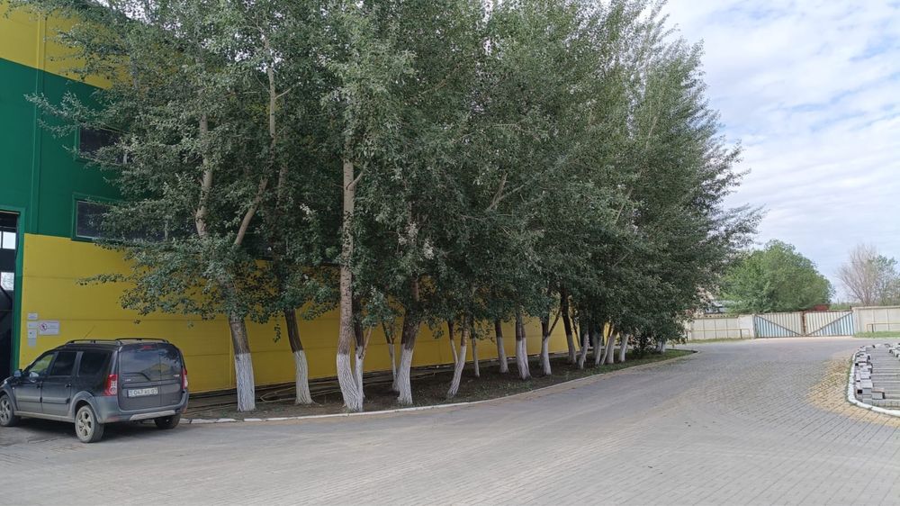 Спил деревьев, Агаш кесу, обрезка