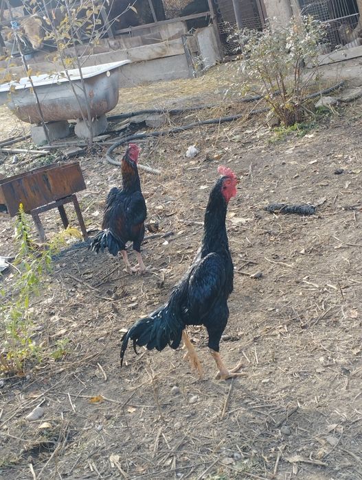 Чолпан дакан 2 года