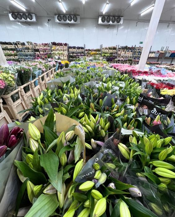 Пионы, Розы со склада большой выбор