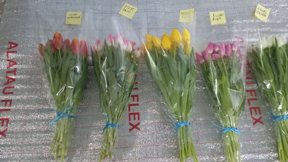 Тюльпаный ПО оптовой цене