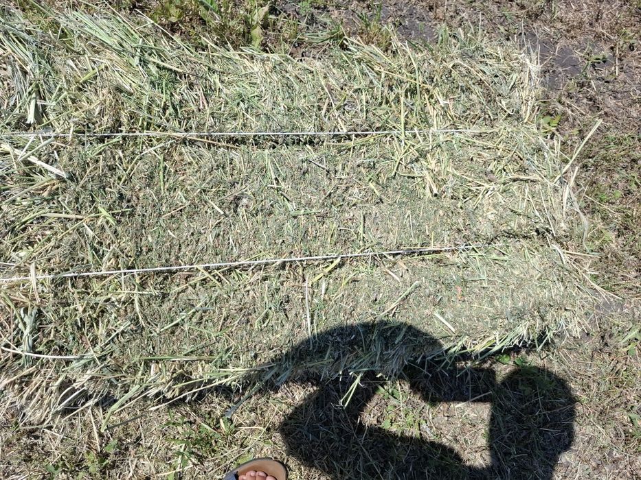Продам люцерна (жоңышқа)