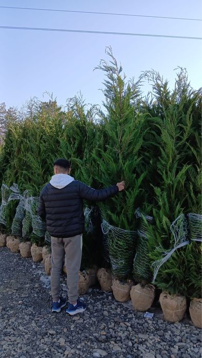 Leylandii oferta primaveriii