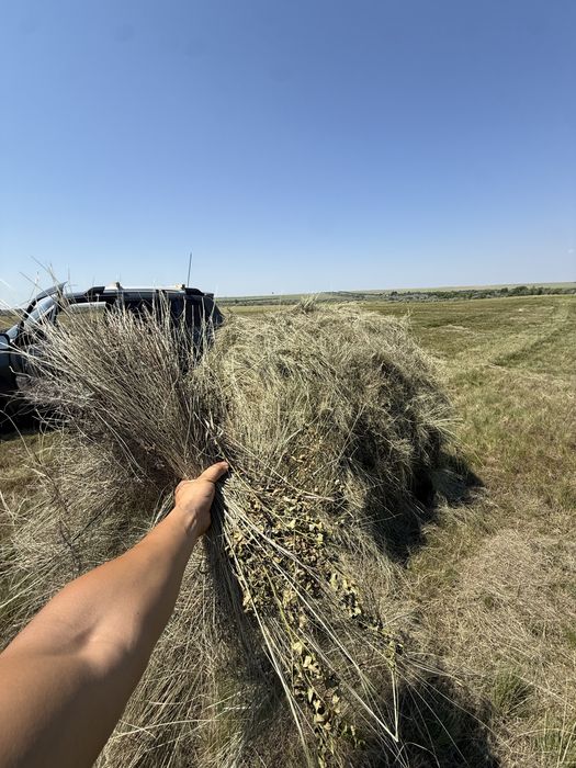 Сено рулонах 300 кг