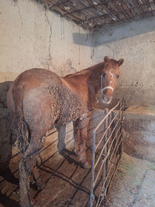 Ургашы тай  байтал