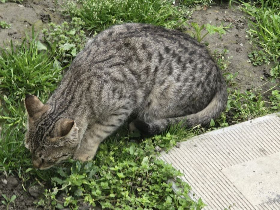 Кот 6 месяцев, зовут Симба