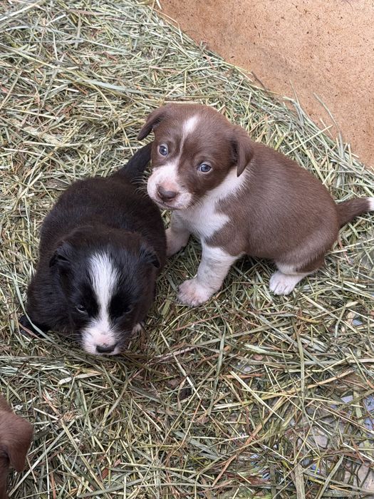 Отдам даром в хорошие руки