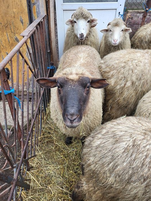 Vând oi suffolk tinere