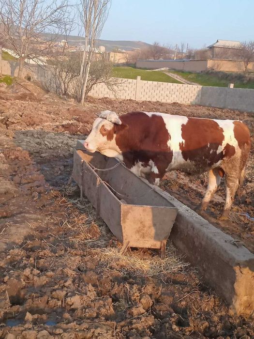 buqa smental sotiladi