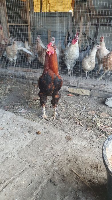 Xòroz xonaki sotiladi