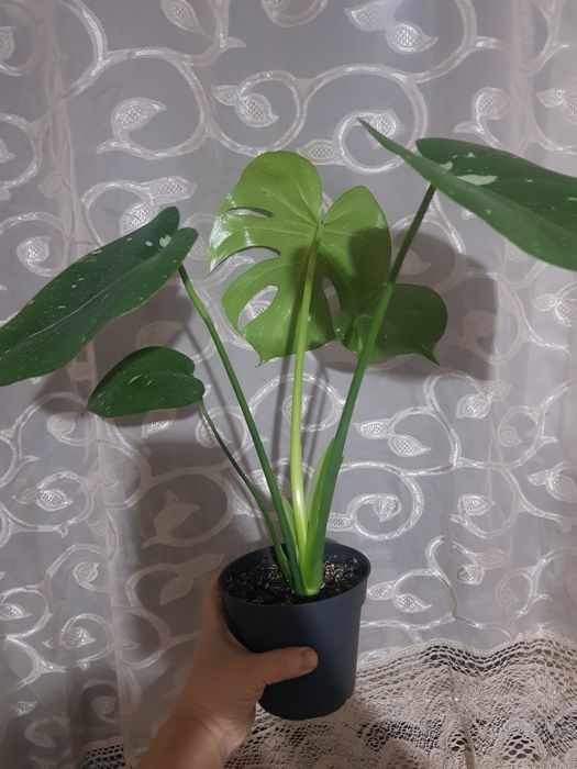 Продам монстеру Тайское созвездие.