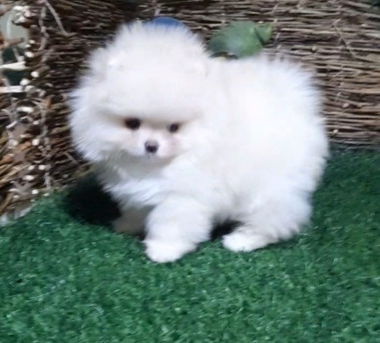 Красивые пушистики