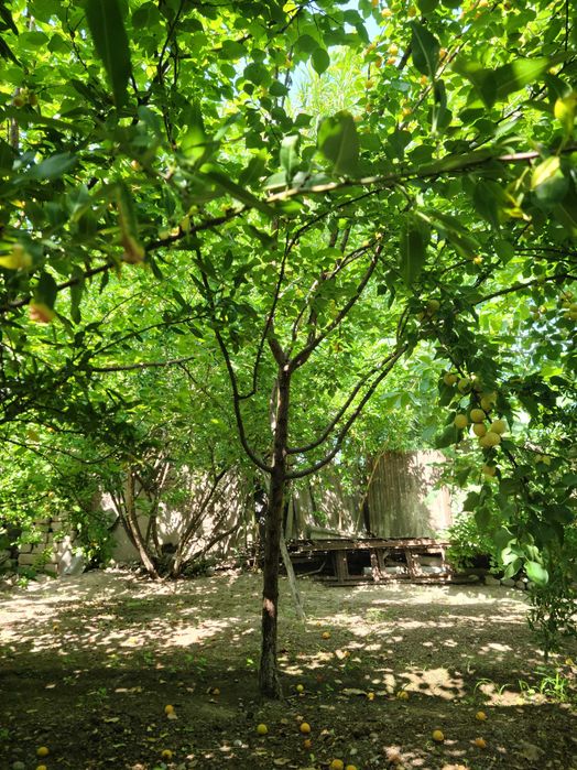 Шахар ичида кулай нархда ховли уй