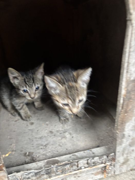 Pui de pisică, spre adoptie