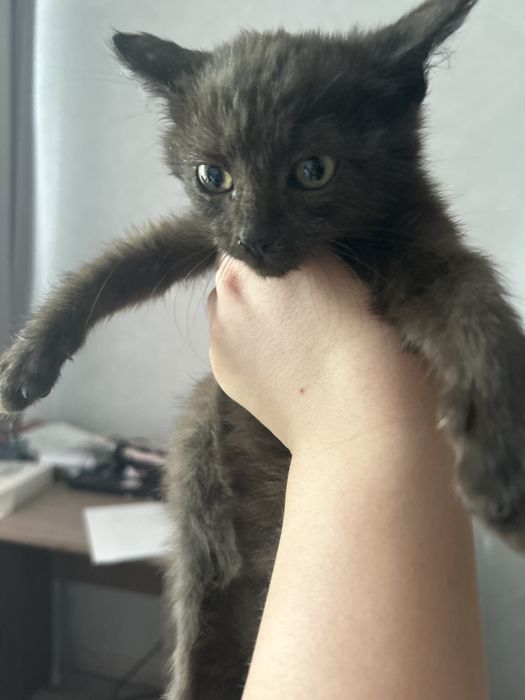 шоколадная девочка ищет дом!