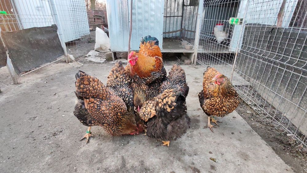 Ouă pt incubat wyandotte GSG