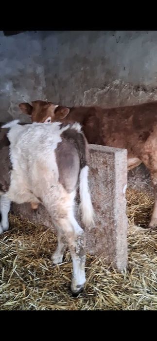 Vând doi tăurași rasă de Carne