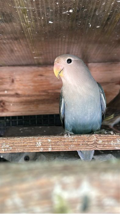 Agapornis roseicollis mascul vand sau schimb cu femela