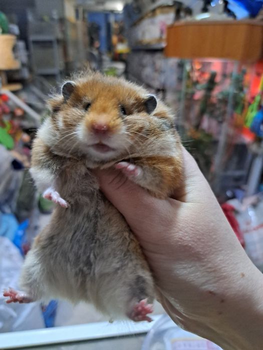 Сирийские хомяки