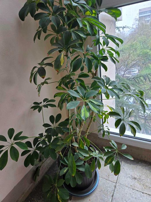 Шафлера 1.25м на 5 години, 50лв