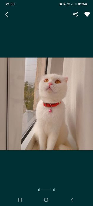 Parodali mushuk sotiladi