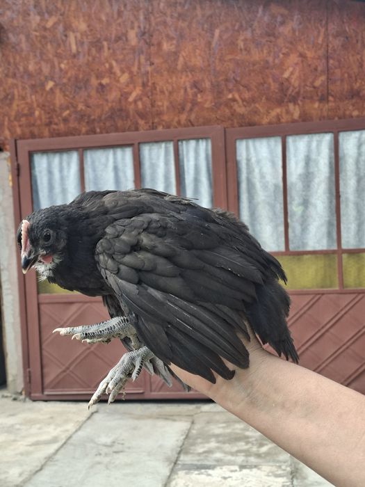 Vând pui australorp 1 lună
