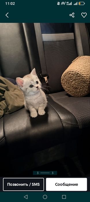 Котёнок мальчик приучиный к лотку
