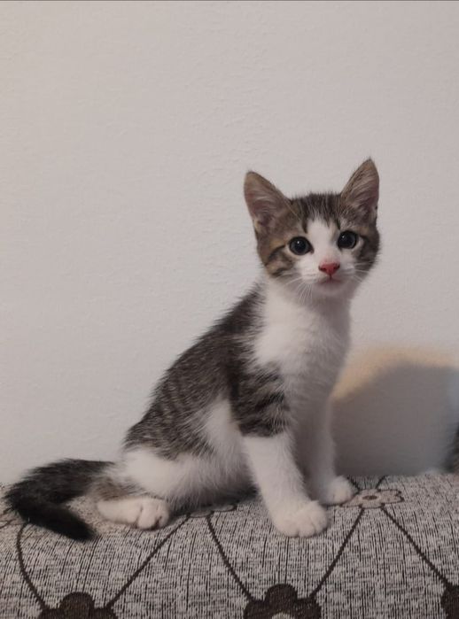 Котенок! Шустрый и игривый!