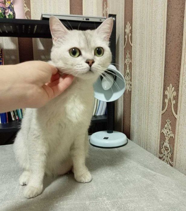 Британская короткошерстная (самка)