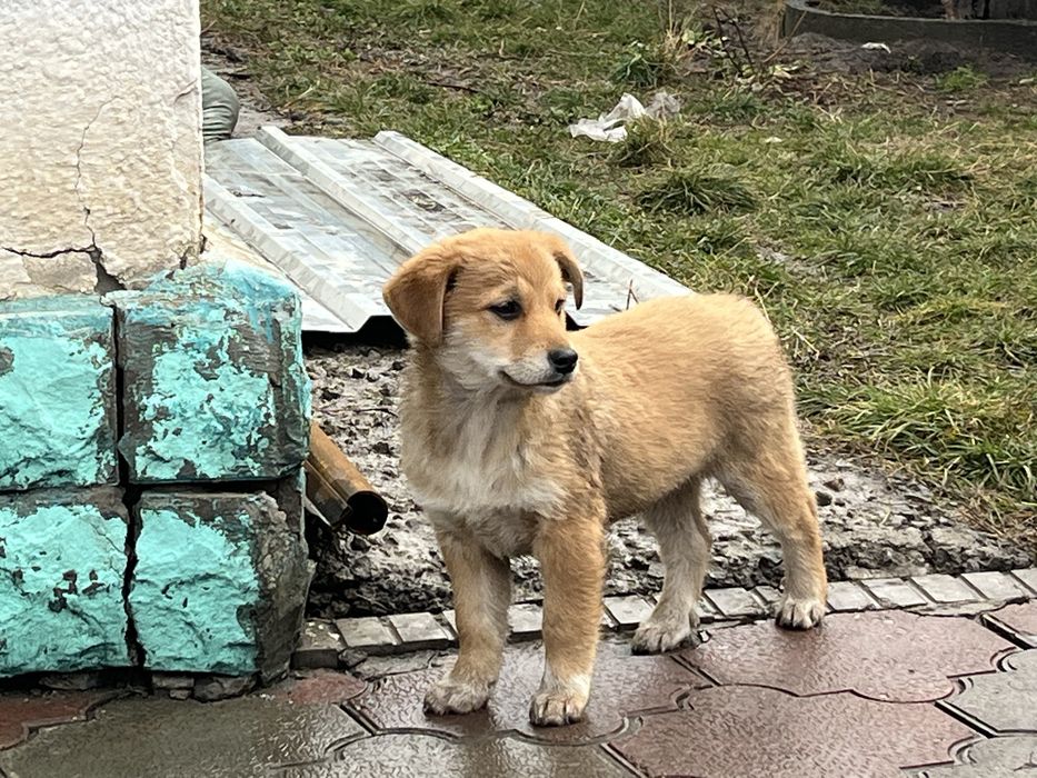 Щенки девочки милые.