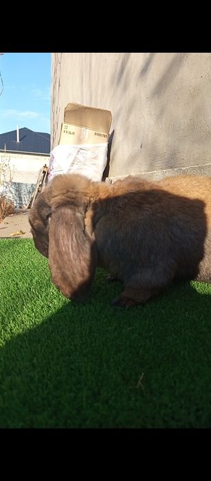 Кролик Французский баран