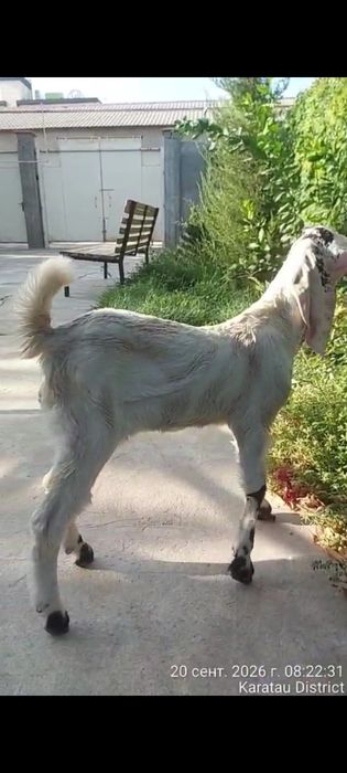 Лақ ешкі коза гулаби