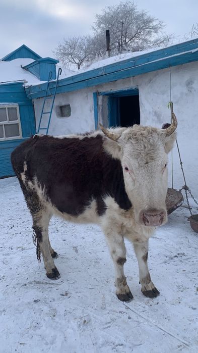 Сиыр сатамын жасы 3 те