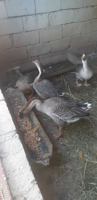 Гусинный жир домашний