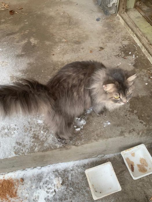 Котята бесплатно